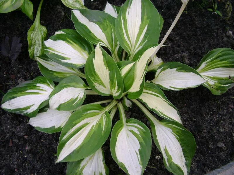 Хоста алватин тейлор. Хоста гибридная колор фестиваль. Хоста вулкан. Хоста вулкан. Хоста vulcan.