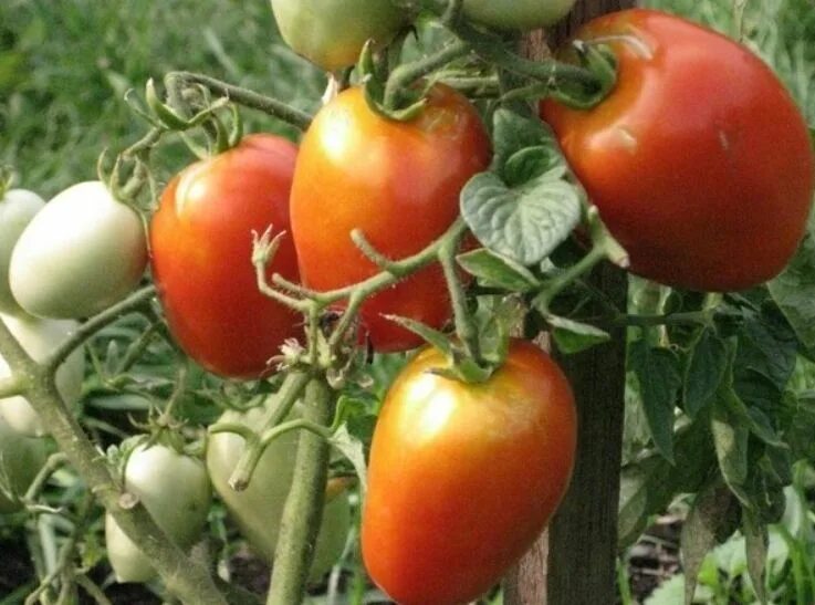 Сорт помидор челнок. Сорт томатов челнок. Томат тундра. Семена томат челнок.