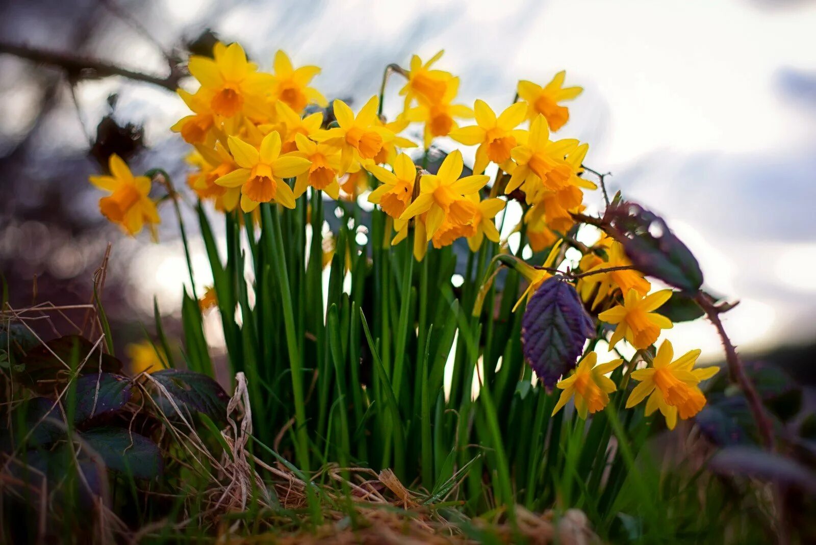 Нарциссы в апреле. Нарцисс цветок. первоцветы нарциссы. голландия цветы нарциссы. нарцисс раннецветущий.