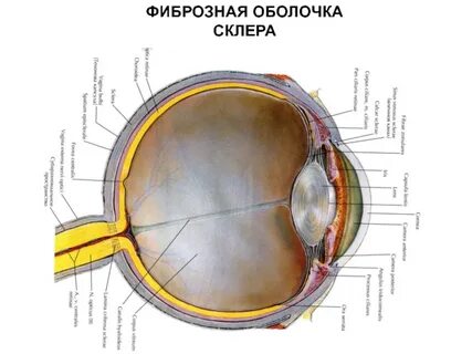 Функции фиброзной оболочки
