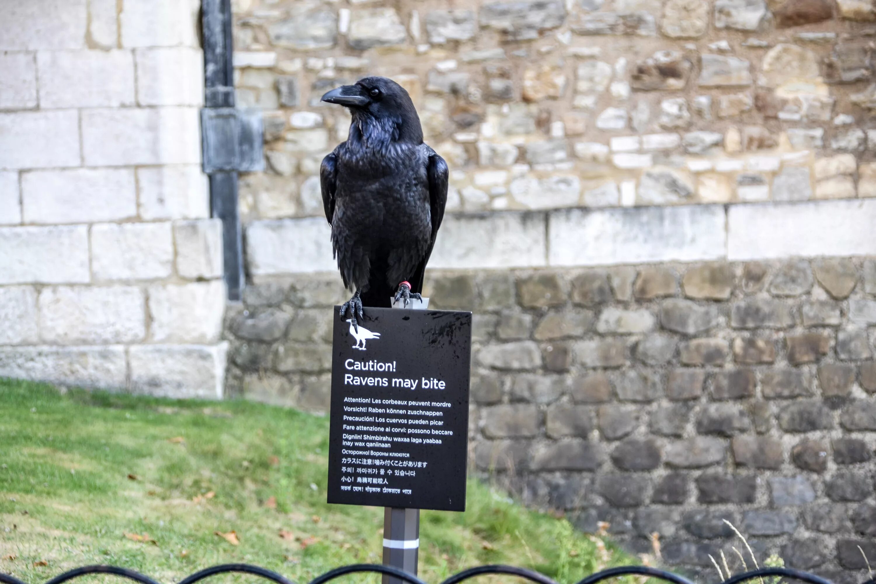 The ravens are the unique. Лондонский Тауэр вороны. Вороны в Тауэре в Лондоне. Вороны Тауэра Легенда. Шесть Воронов Лондонский Тауэр.
