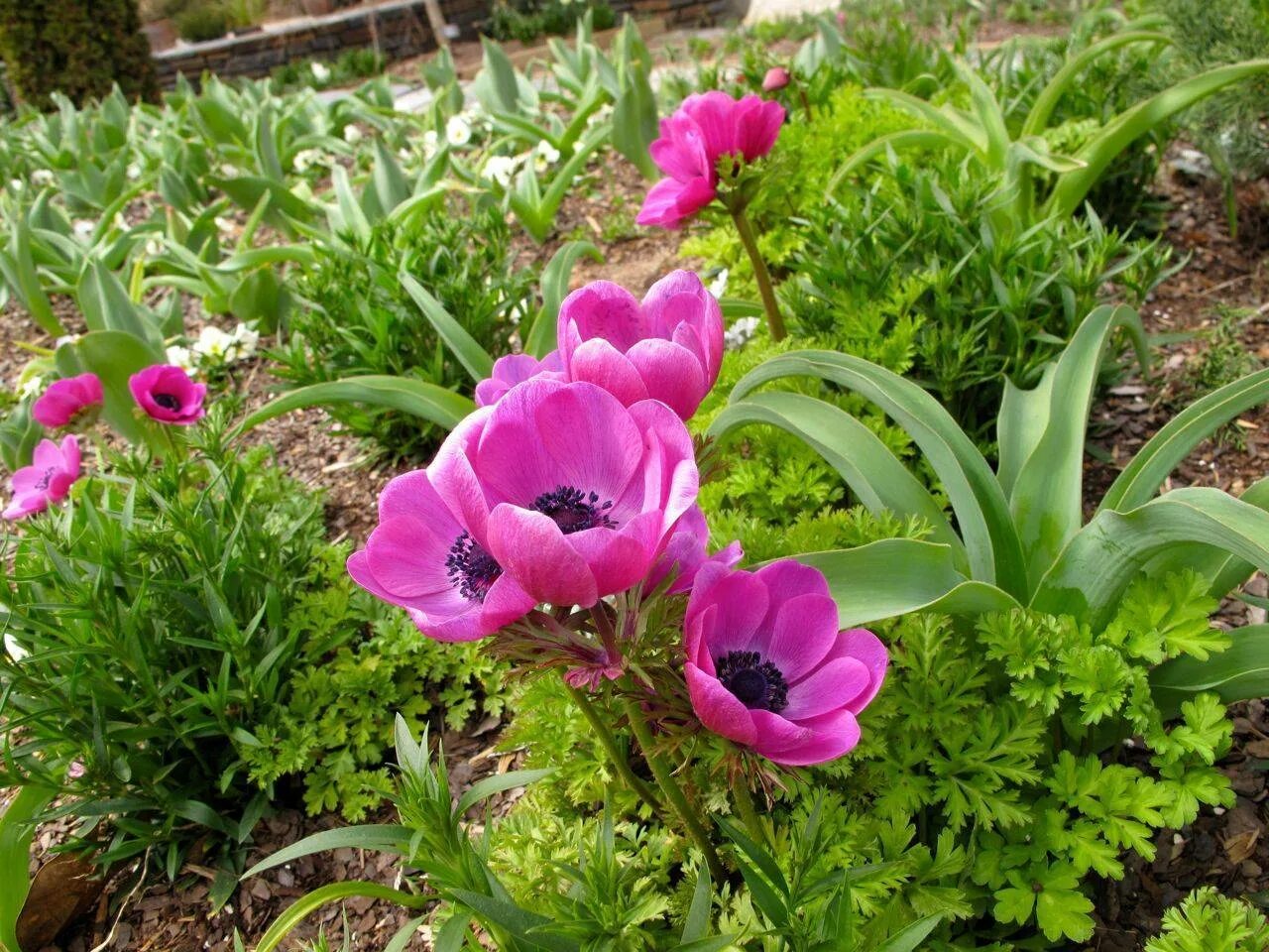 Анемона Honorine Jobert. Анемона многонадрезная Рубра. Анемона корончатая (Anemone coronaria). Анемоны клубневые. Анемона цветок многолетник