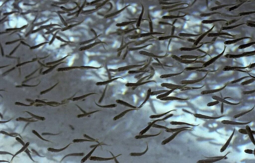 Девятииглая колюшка. Мелкие рыбки в пруду. Малек форели. Селедочный малек. Мальки рыб аквариумных.