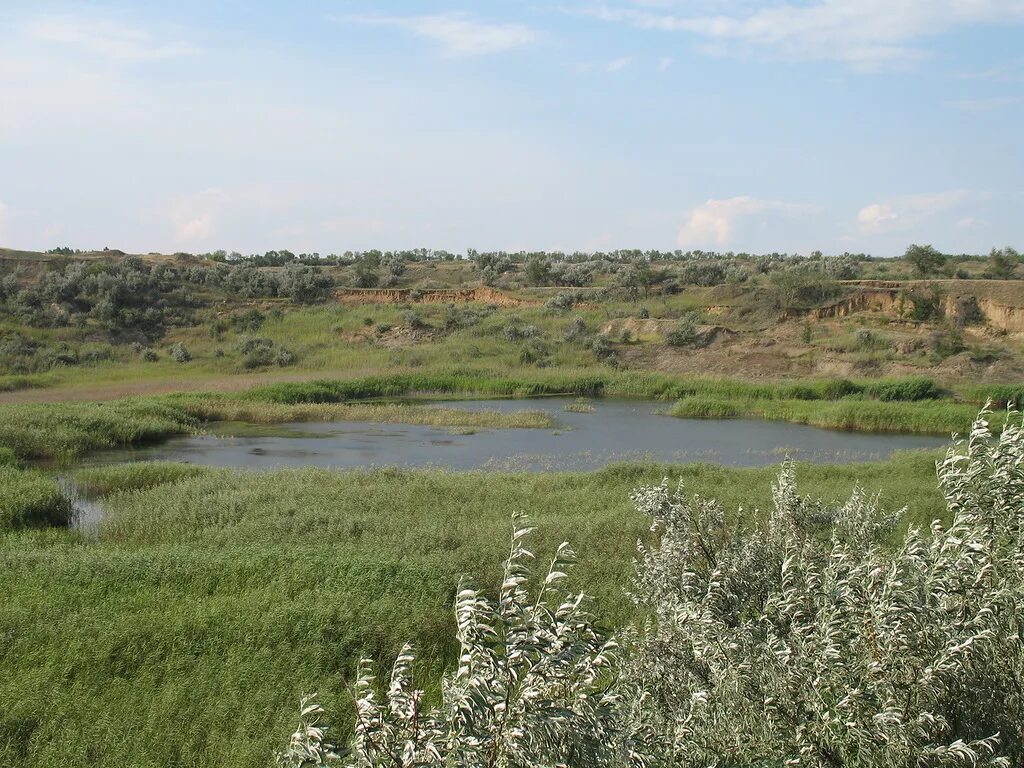 Саратовская область село елшанка. Бахчев пруд Саратов. Река Елшанка Саратов. Пруд Березина речка Саратов. Пруд Бахчев в Саратове Ленинский район.