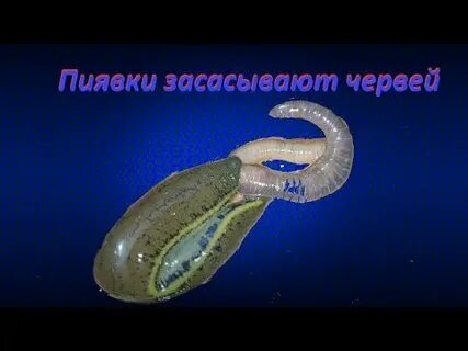 Дождевой червь пиявка это