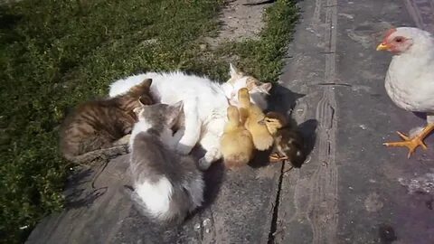 Кошка ест цыплят