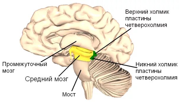 Слово холмик. Слово холмик. Слово холмик. Слово холмик. Слово холмик.