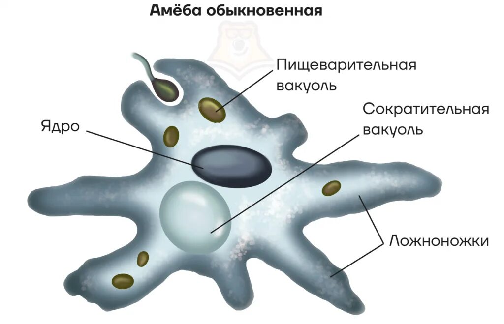 Сократительная вакуоль у амебы. Строение амебы Протей. Ложноножки у амёбы. Строение амебы обыкновенной. Строение клетки амебы обыкновенной.