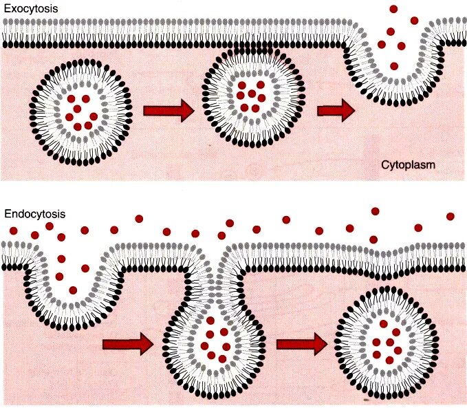Эндо и экзоцитоз. Фагоцитоз пиноцитоз эндоцитоз экзоцитоз. Эндоцитоз и экзоцитоз схема. Схема эндоцитоза и экзоцитоза.