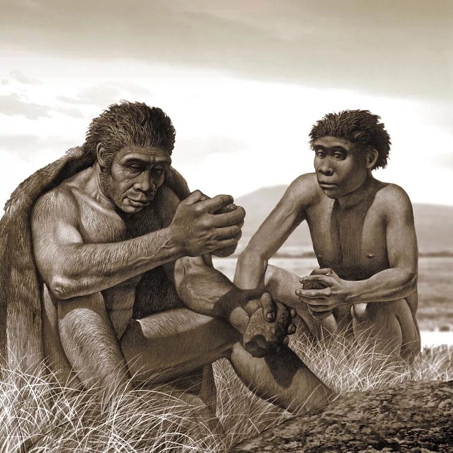 Homo ergaster. Хомо хабилис палеоантропы. хомо хабилис хомо эректус хомо эргастер. хомохабилис первобытный человек. homo sapiens erectus habilis неандертальцы.