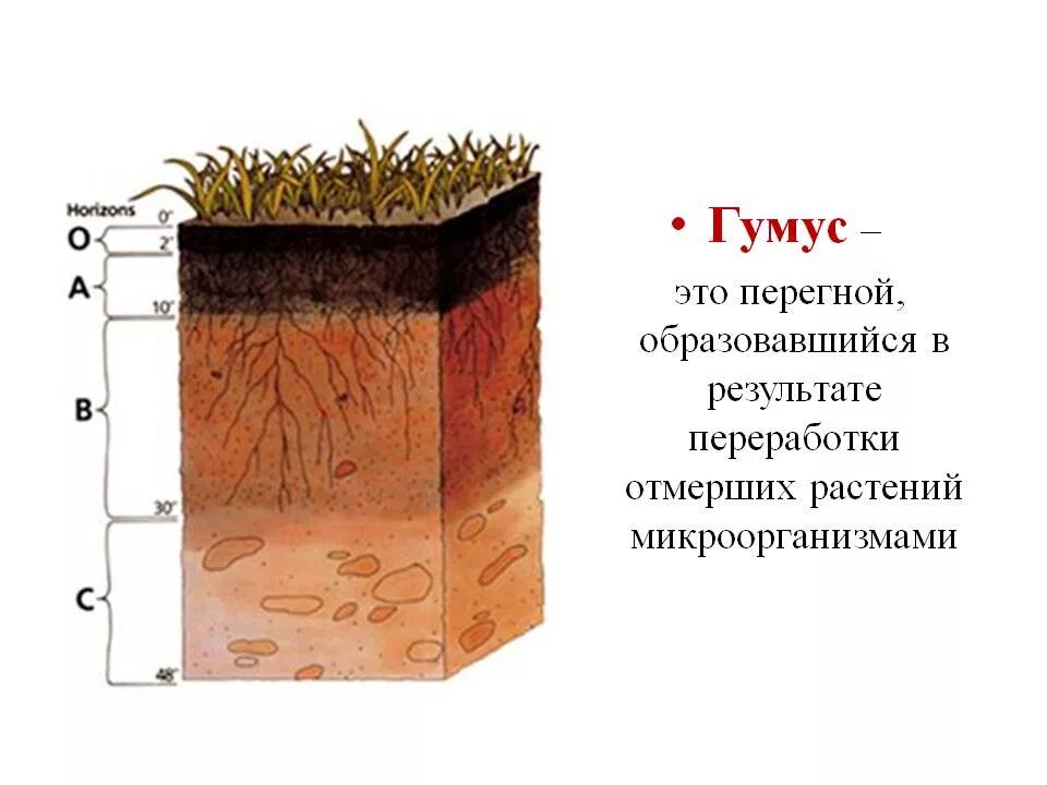 Органические удобрения для почвы. Что такое гумус почвы. Черноземы почвы гумус. Из перегноя под воздействием. Что образуется из перегноя.