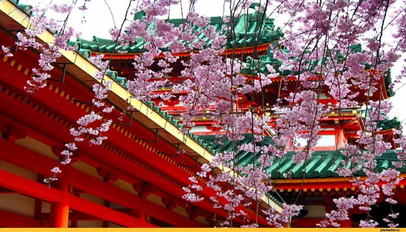 Японская цивилизация Сакура. Сакура в императорском Дворце Япония. Япония Токио Сакура. Цветущая Сакура в Осаке.