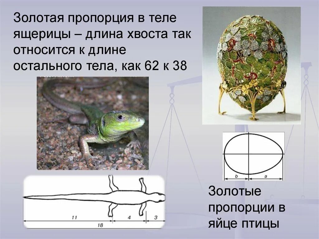 Симметрия тела ящерицы. Золотое сечение яйцо птицы. Золотая пропорция в теле ящерицы. Ящерица пропорции. Золотое сечение пропорция яйца.