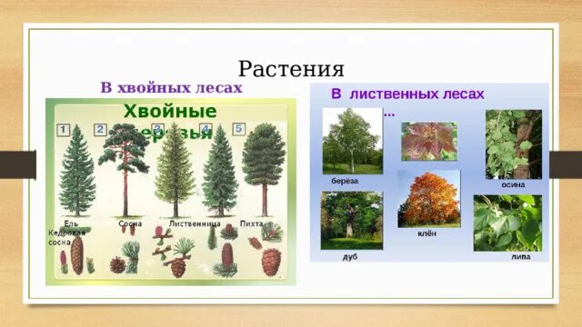 Группа растений хвойные растения примеры Презентация "Хвойные и цветковые растения" (2 класс) по окружающему миру скача