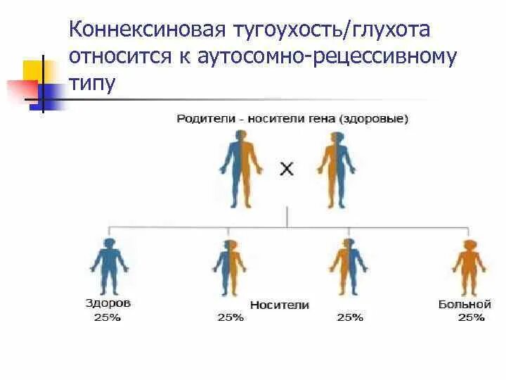 Наследственная глухота. Аутосомно-рецессивная несиндромальная глухота. Глухота Тип наследования. Тугоухость наследование. Глкхоьа наследуется аутосоинг Ре.