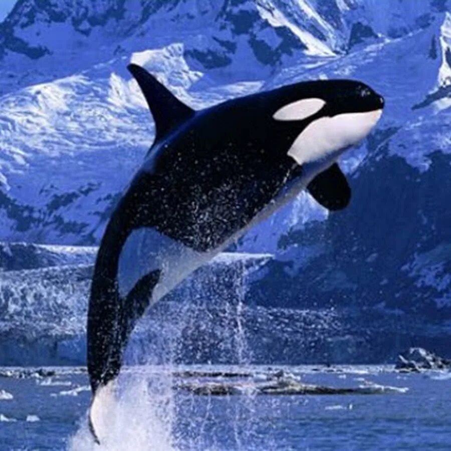 Антарктида кит касатка. Косатка orcinus orca. Антарктида кит касатка. Арктическая пустыня гренландский кит. Косатка orcinus orca.