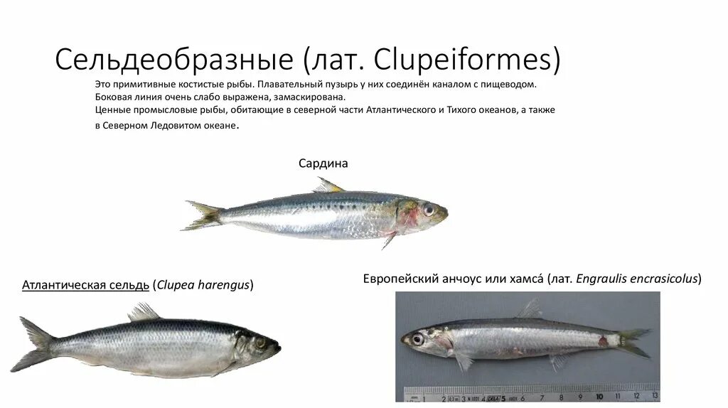 Значение сельдеобразных