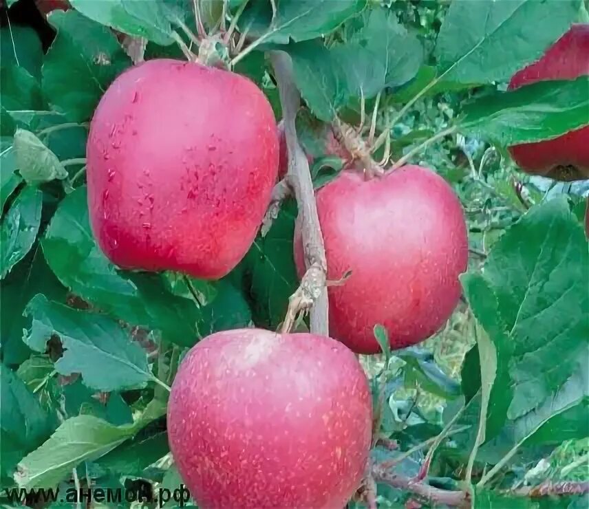 72949 яблоня гала шнига. Яблоня гала шнига. Яблоня роял гала. Яблоня гала шнига. 17 яблок.