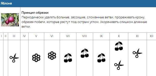 Обрезка деревьев по лунному календарю 2024. Календарь обрезки деревьев. Календарь обрезки садовых деревьев. Календарь обрезки деревьев и кустарников. Таблица обрезки деревьев.