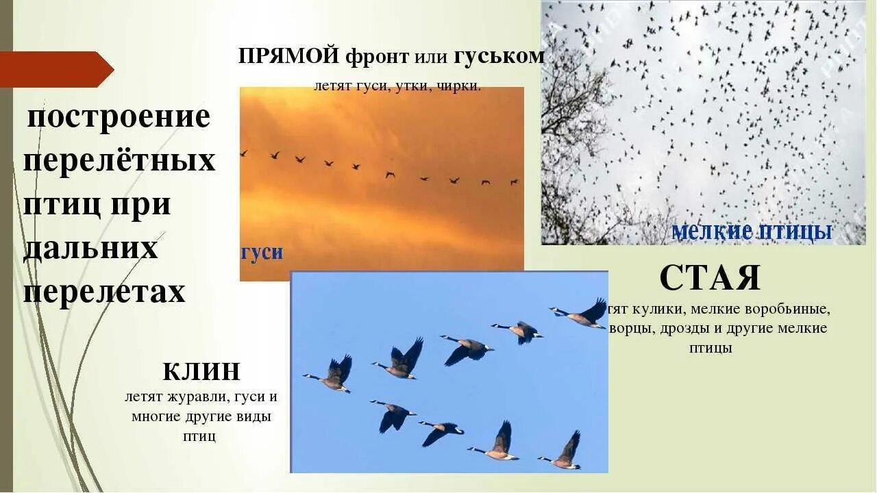 Куда летят гуси весной в россии. Перелетные птицы. Виды перелета птиц. Как летят птицы. Перелетные птицы летающие.