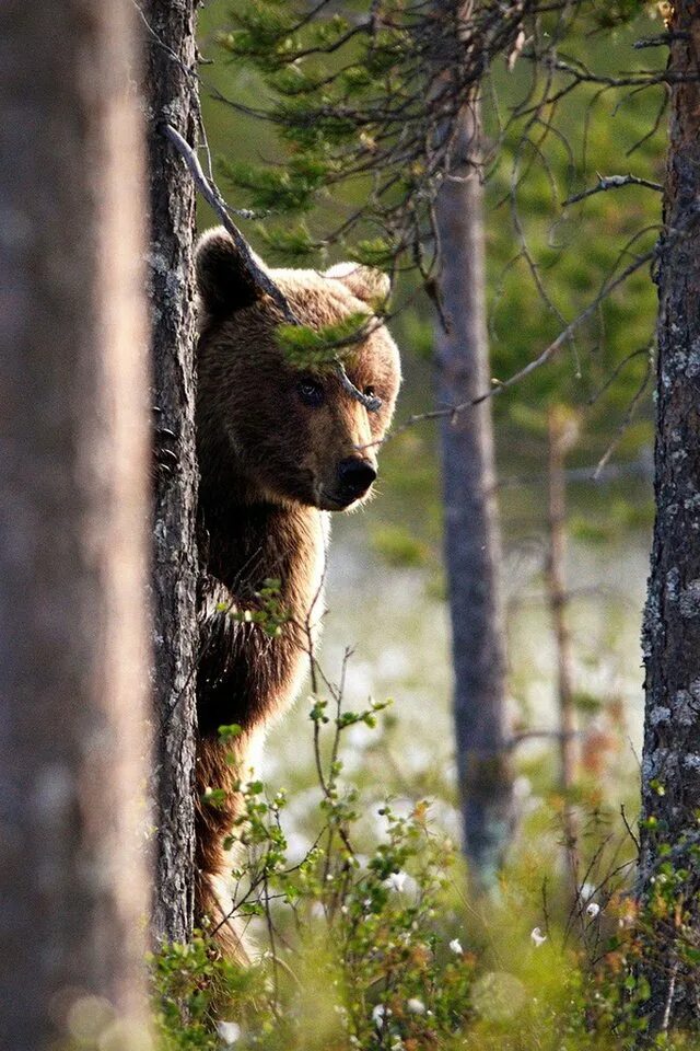 Медведь выглядывает. Медведь в лесу. Медвежонок в лесу. Медведь в лесу выглядывает. Природа медведь лес.