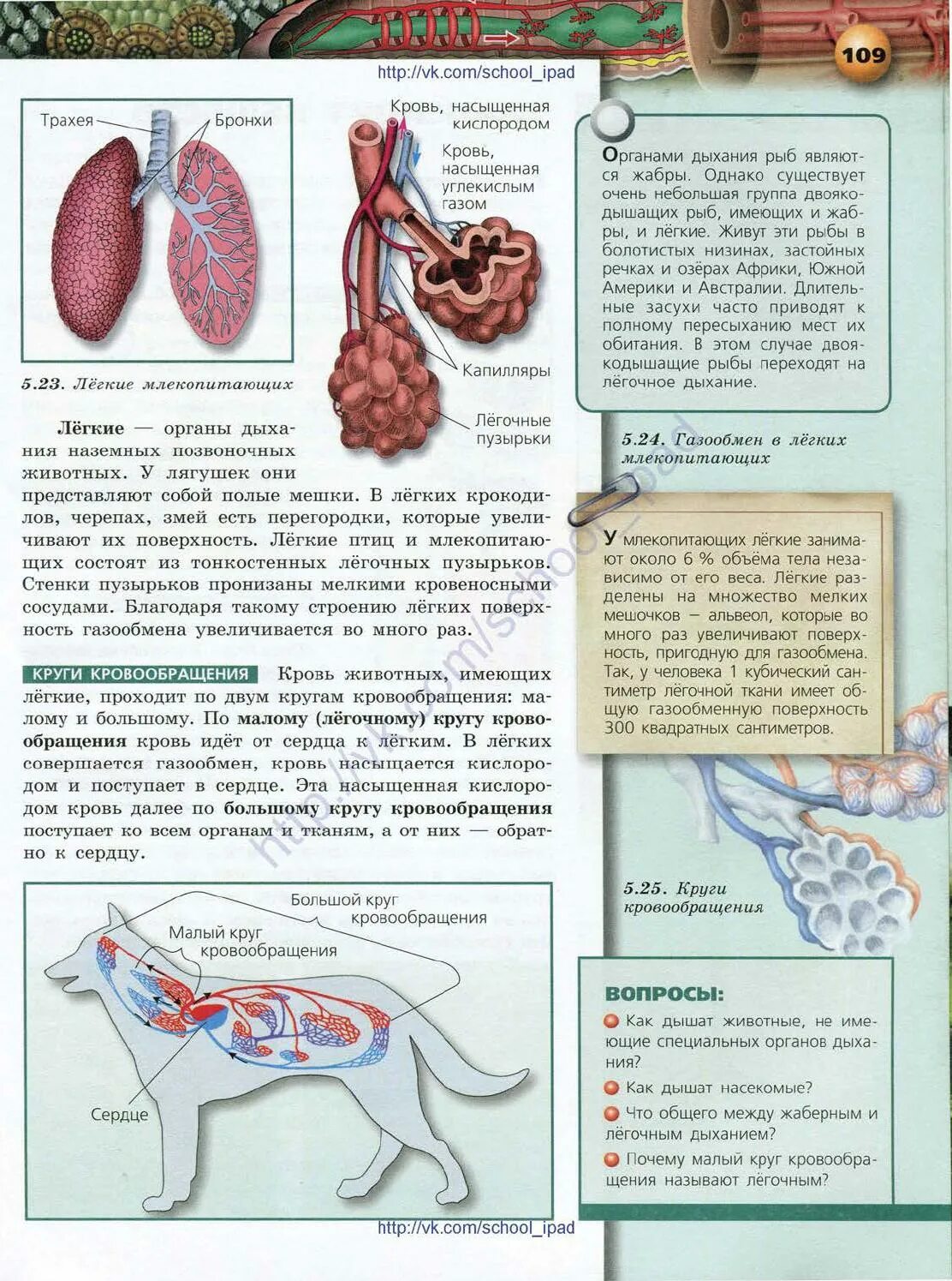 В легкие млекопитающих поступает кровь. Биология 6 класс Сухорукова стр.109. По учебнику биологии человек животное. Легкие млекопитающих. Биология 6 класс Сухорукова стр.108.
