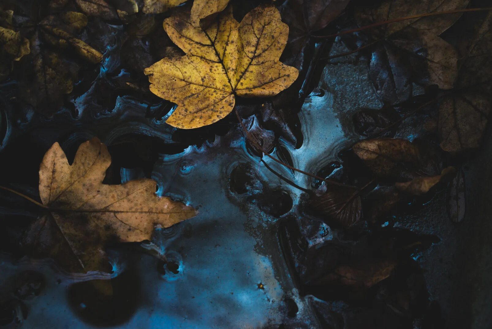 Падающие листья в воду. Листья Эстетика. Осень Эстетика. Темная листва. Мокрые осенние листья.