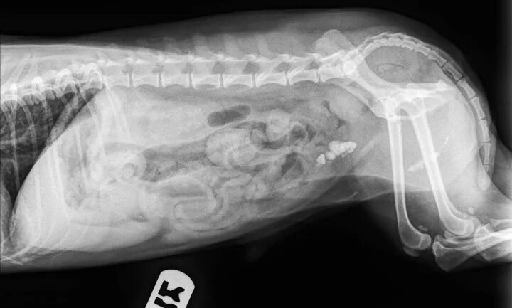 Уролитиаз у кошек рентген. Рентген мочевого пузыря у кота. Уролитиаз мочевого пузыря у собак.
