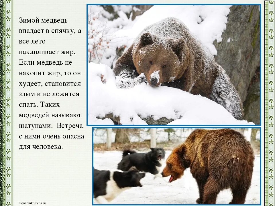 Почему происходит спячка. Медведь зимой. Бурый медведь зимой. Медведь зимой впадает в спячку. Животные в спячке.