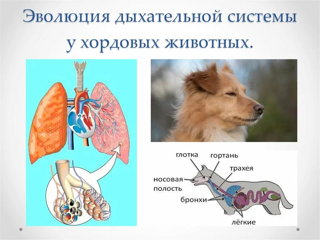Млекопитающие дышат при помощи кожи и легких