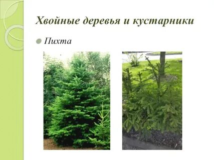 Пихта это хвойное или лиственное дерево
