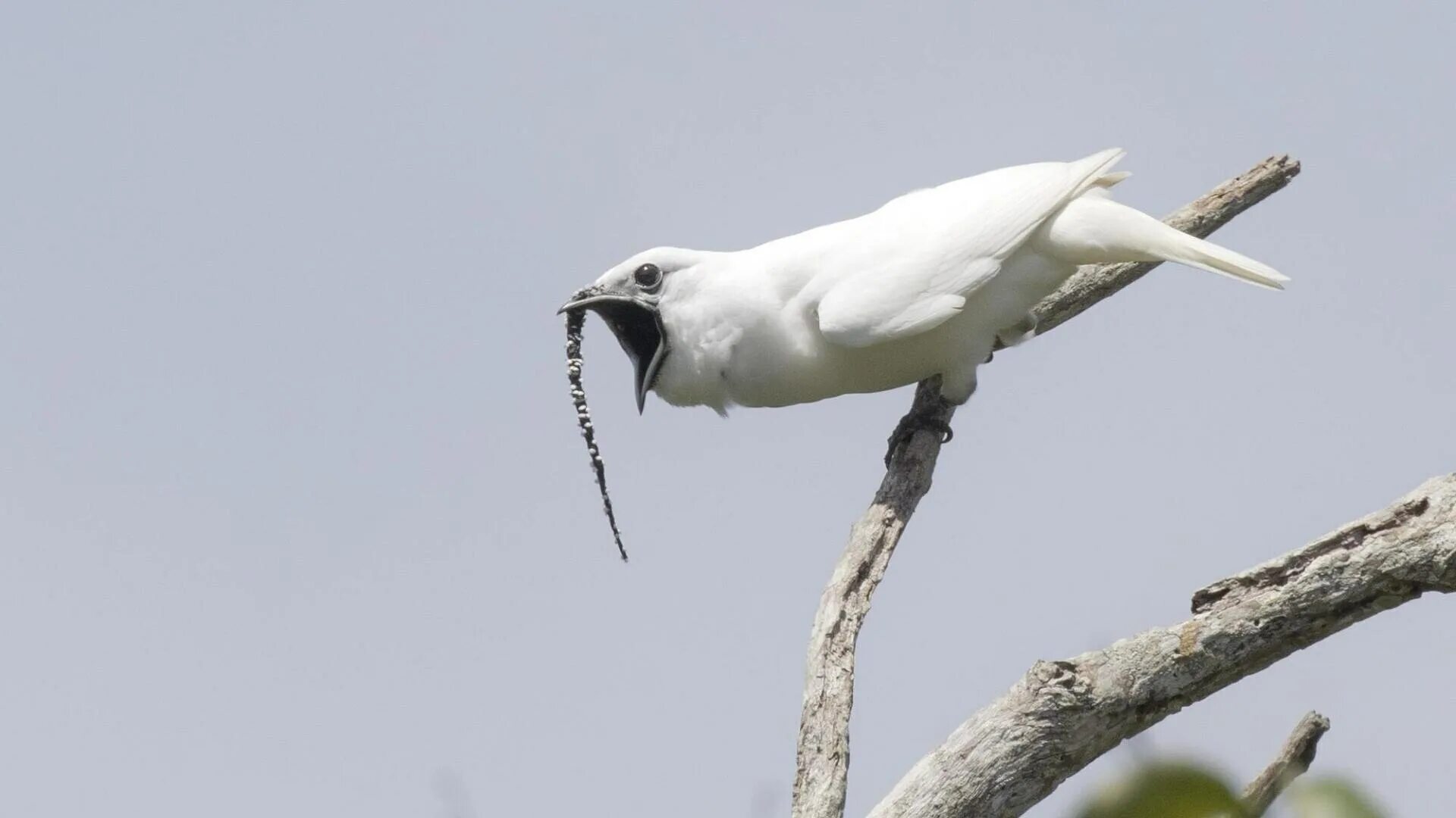 White bellbird птица. Одноусый звонарь птица. Самые шумные птицы. Громкая птица. Одноусый звонарь птица.