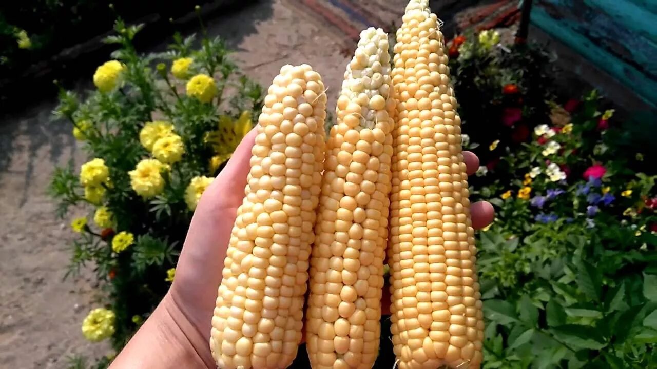 Кукуруза лакомка. Кукуруза лакомка. Семена кукуруза "лакомка", 5 г. Кукуруза лакомка. Кукуруза лакомка.