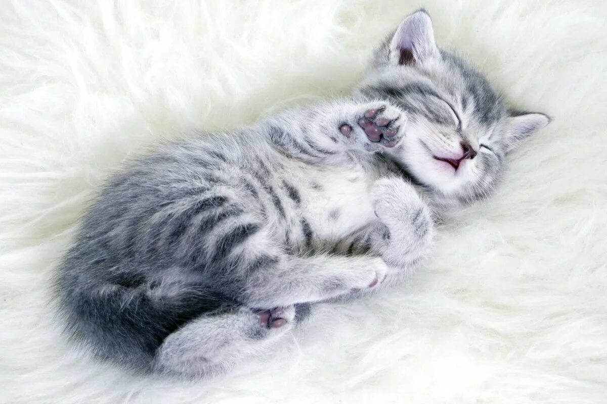 Спящий кот. Спящие котики. Спящий котенок. Красивый котенок во сне
