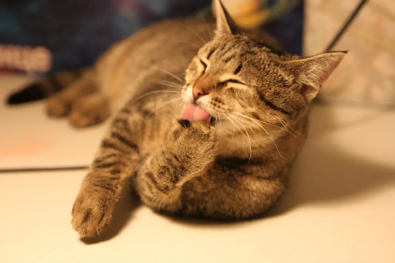 Кошкина 11. Кошкина 21.