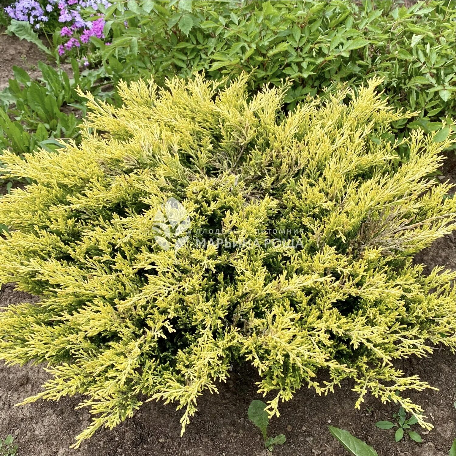 Туя лайм глоу. Можжевельник горный лайм глоу. Juniperus horizontalis limeglow. Можжевельник лайм глоу. Можжевельник лаймглоу описание.