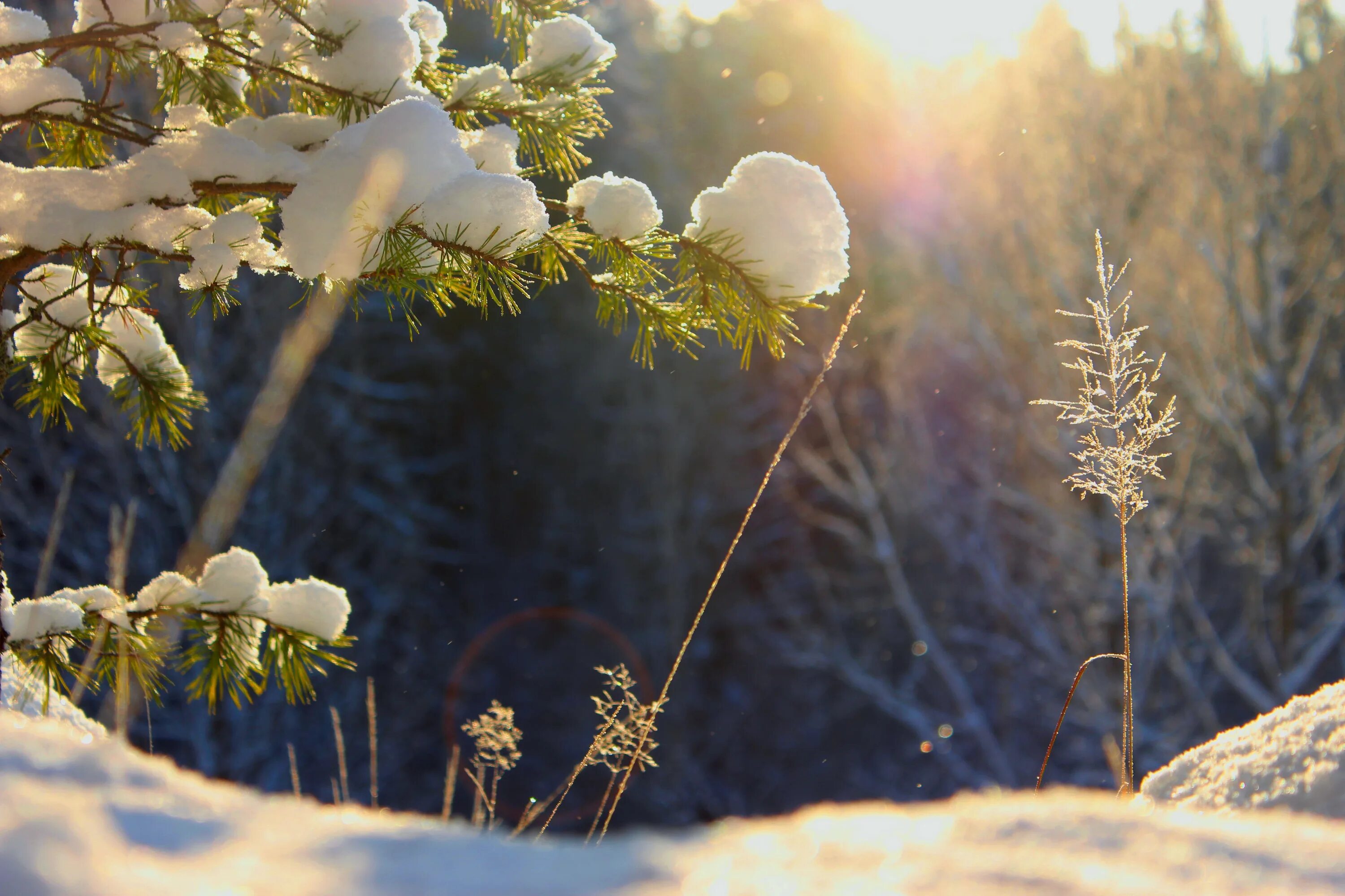 Песня день весенний не морозный день веселый. Декабрь природа. Февраль природа. Солнечный зимний день. Снег и солнце.