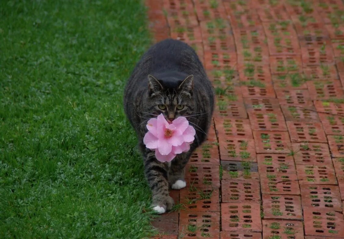 Котик дарит цветы. Кот в цветах. Смешные цветы. Смешные котики с цветами.
