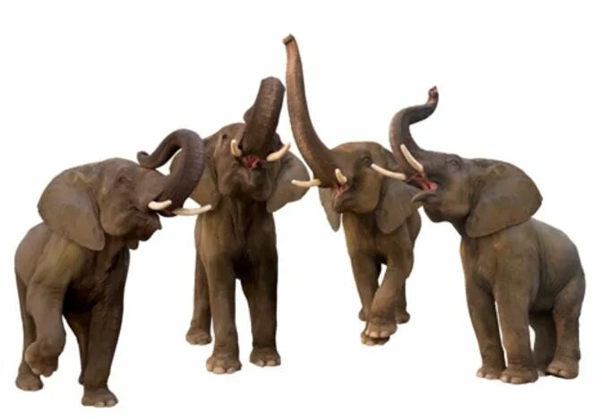 4 слоника. Стадо слонов. Слон трубит. Картина 7 слонов. Картина 7 слонов с поднятыми хоботами.
