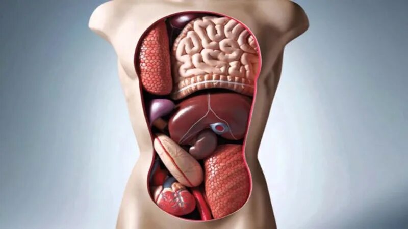 Internal organs. Человеческие органы. Внутренние органы. Внутренние органы человека.