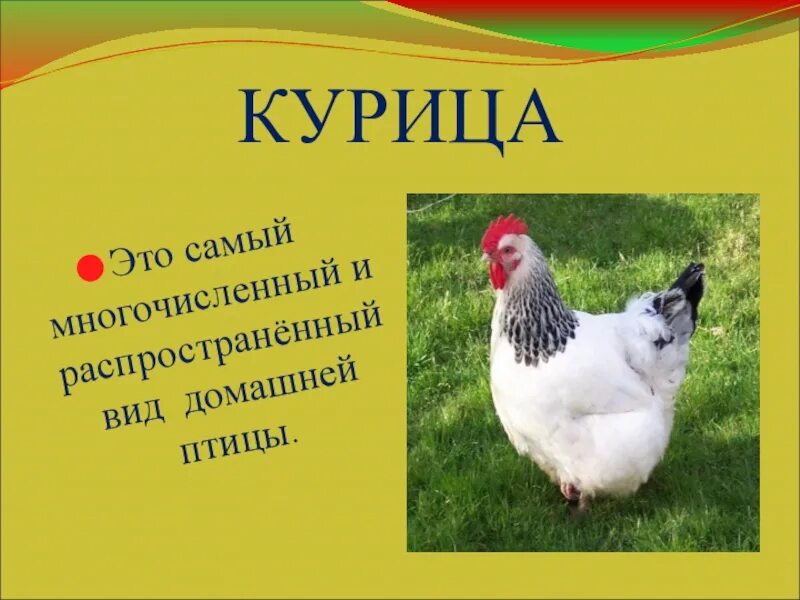 Сообщение про курицу 3 класс. Курица для презентации. доклад про курицу. про курицу проект. домашние птицы проект.
