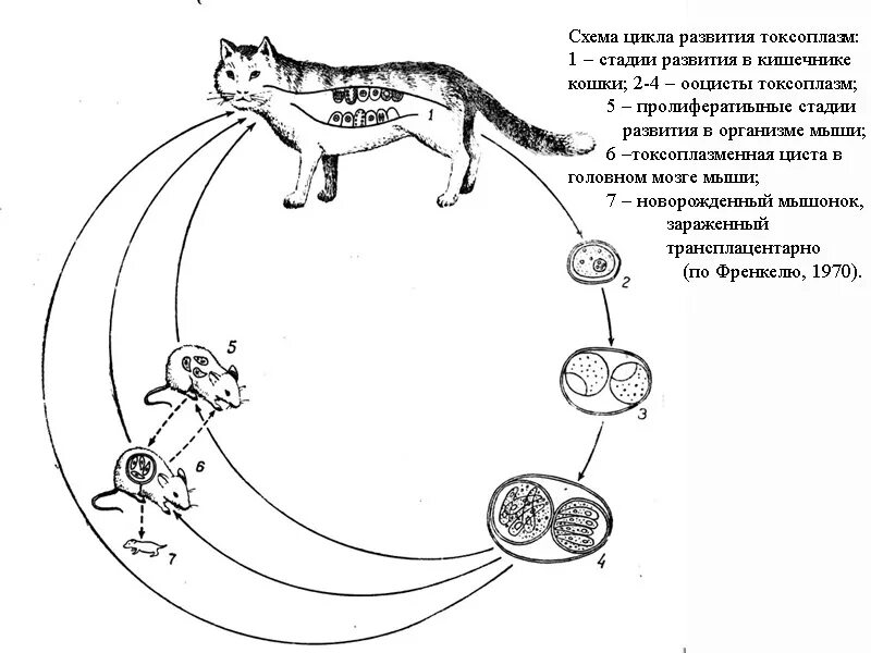 Токсоплазмоз цикл развития схема. Токсоплазма цикл развития схема. Жизненный цикл токсоплазмы схема. Токсоплазма гондии цикл развития.