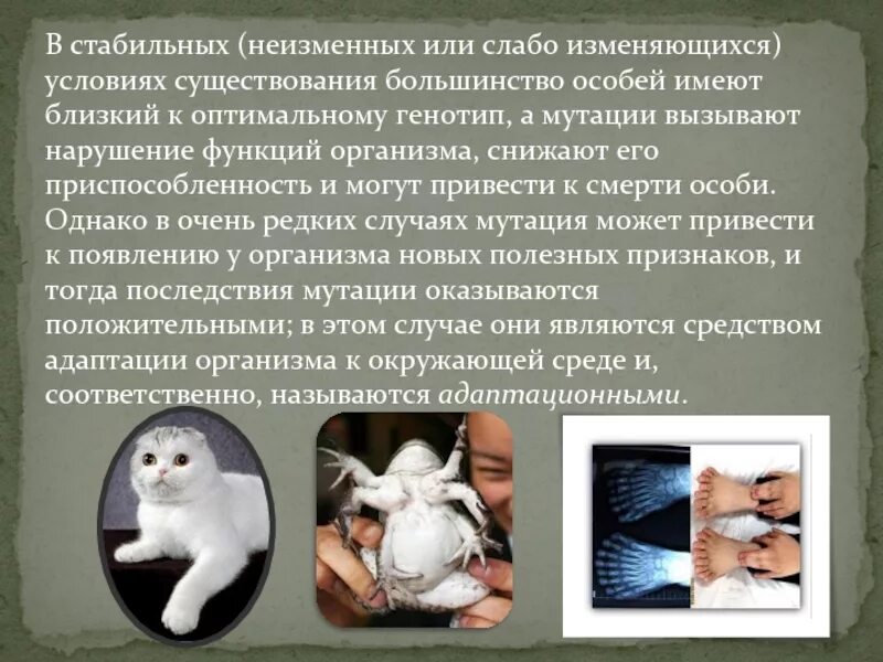 Сообщение мутации человека. Хромосомные болезни человека. Мутации презентация. Сообщение мутации человека. Сообщение мутации человека.