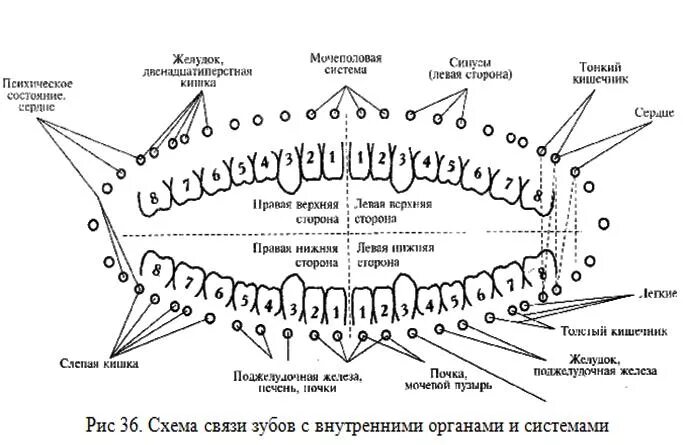 Связь зубов с органами. Зубной ряд схема. Связь зубов и внутренних органов схема. Расположение зубного ряда. Номера зубов.