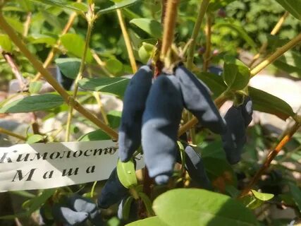 Большая жимолость