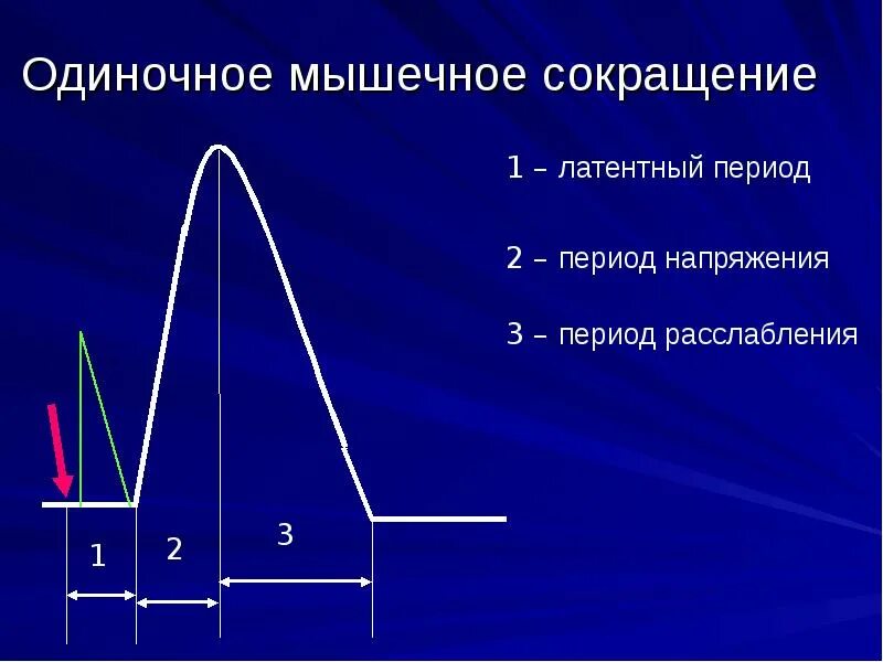 Последовательность фаз одиночного сокращения мышцы. Фазы одиночного мышечного сокращения физиология. Одиночное мышечное сокращение и его характеристика. Одиночное сокращение мышцы физиология. Фазы одиночного мышечного сокращения физиология.