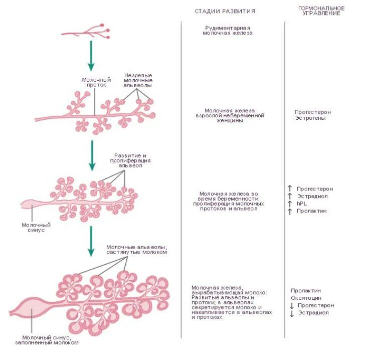Стадии развития желез гистология. Фазы развития молочной железы. Схема развития молочной железы. Эмбриональное развитие молочной железы. Этапы развития женщин