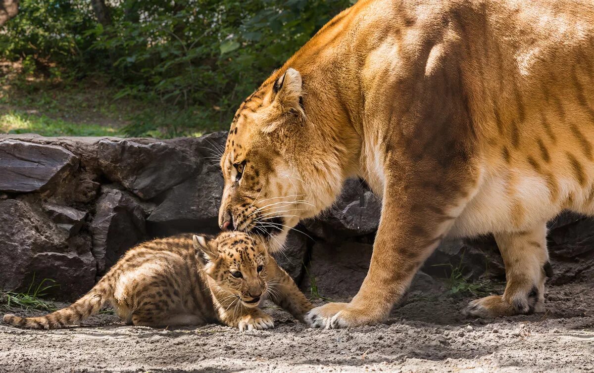 лигр и тигролев геркулес. тигролев и лигр. геркулес животное. лигр геркулес рекордов гиннесса. лигр геркулес самый большой кот в мире.