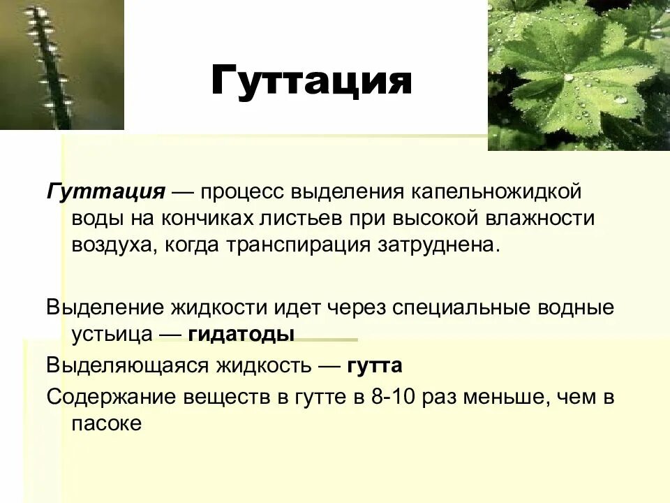 Испарение 6 класс биология кратко. Гидатоды и гуттация. Процесс гуттации. Выделение у растений. Гуттация у растений это.