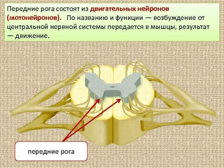 Какие нейроны в рогах спинного мозга. Локализацию тел мотонейронов в спинном мозге.. Мотонейрон спинного мозга. Передние рога спинного мозга. Передний Рог спинного мозга.